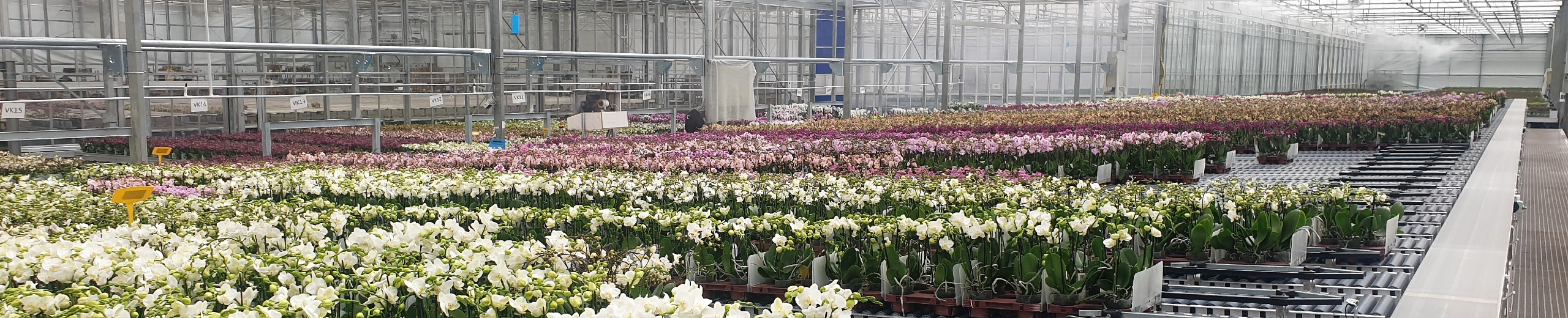 OK plant buffer 2560x520