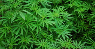 Cannabis introductie