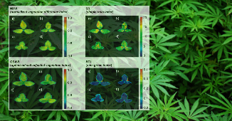 Cannabis plant phenotyping