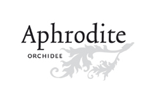 Aphrodite Orchidee