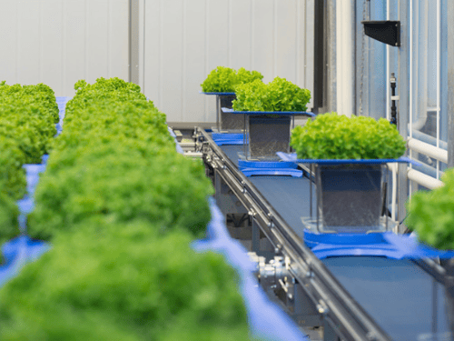 Phenotyping bij KeyGene 