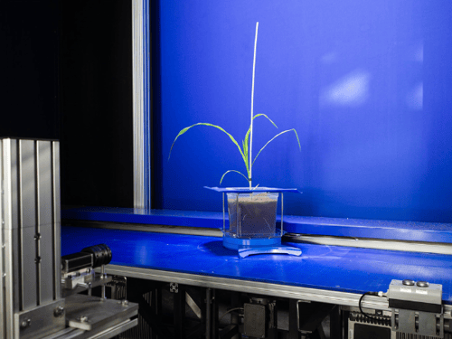 Phenotyping bij KeyGene