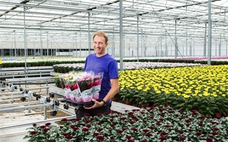 Horticultura