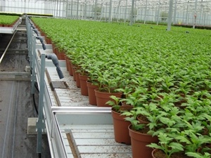 Bench-based phenotyping