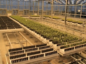 Bench-based phenotyping