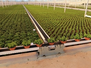 Semi-Automated Phenotyping