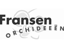fransenorchidee
