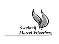 marcel vijverberg