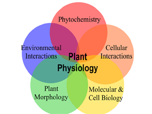 Plant Physiology