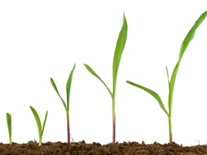 Plant Growth Analysis Plant Growth Analysis