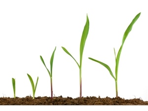 Plant Growth Analysis