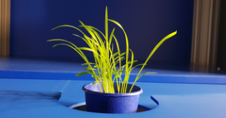 Plant Hyperspectral Imaging
