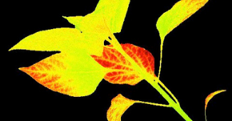 Plant PSII
