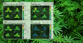 Cannabis hyperspectral